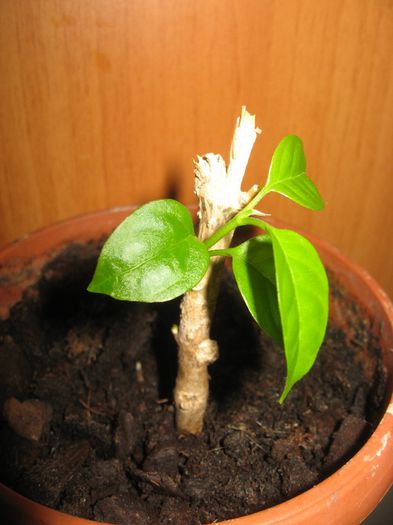 hoya multiflora; atat a mai ramas dintr-o mandrete de floare inalta de peste 1/2 metru ...
