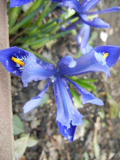Iris reticulata Blue (2014, March 07) - Iris reticulata Blue
