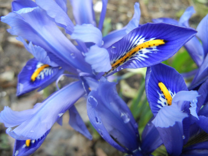Iris reticulata Blue (2014, March 07)