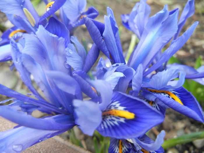 Iris reticulata Blue (2014, March 07) - Iris reticulata Blue