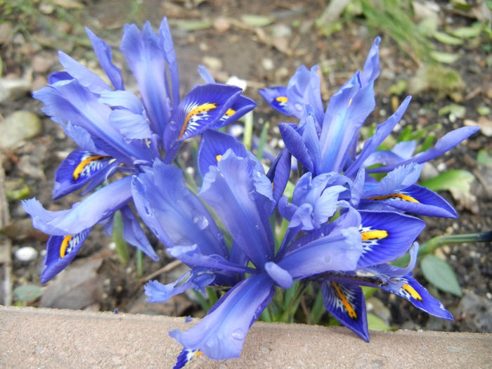 Iris reticulata Blue (2014, March 07) - Iris reticulata Blue