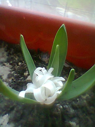 zambila alba - Flori 2014