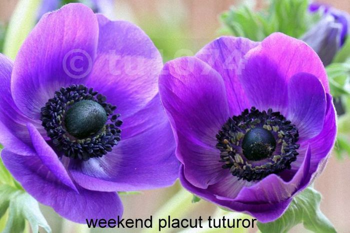 weekend-placut-tuturor-001 - HAPPY WEEKEND-UN SFARSIT DE SAPTAMANA FERICIT SI LINISTIT