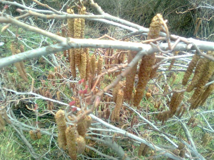 Matisori de arin - Arbori si plante melifere