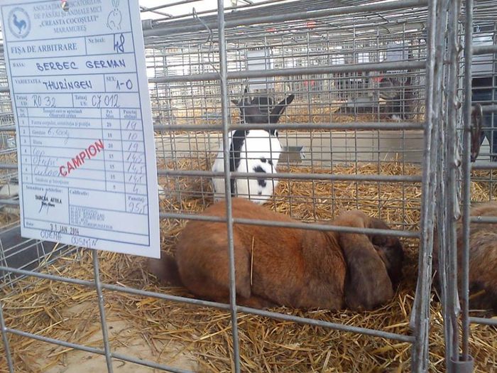 tatal-Campion Maramures