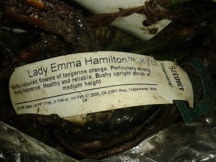 Lady Emma Hamilton