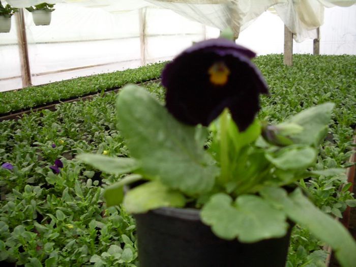 SDC13634 - Pregatite de vanzare