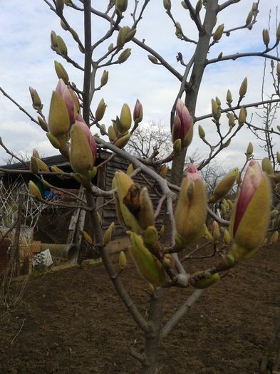 magnolia acusica se deschide - c2014  martie