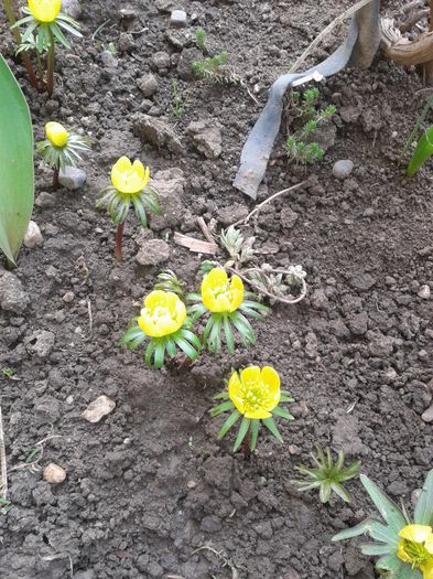 eranthis hyemalis - c2014  martie