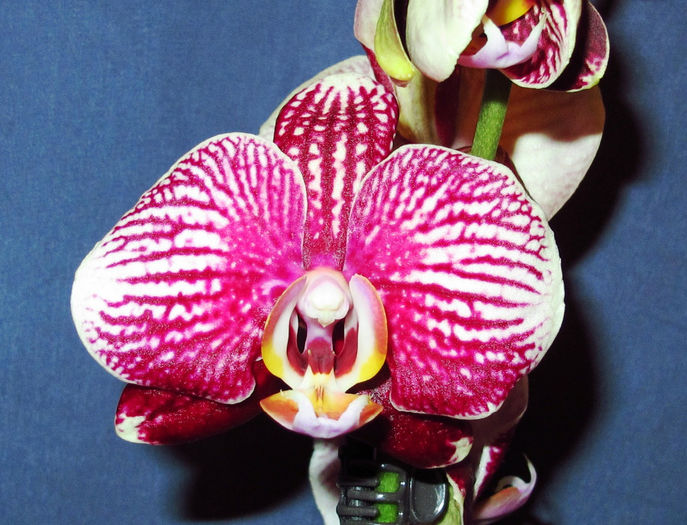Phalaenopsis Champion Phantom