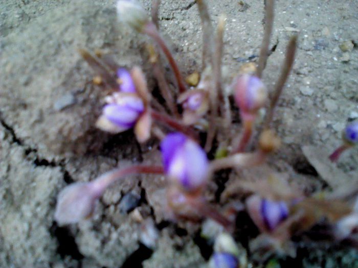 martie 029 - in asteptarea primaverii