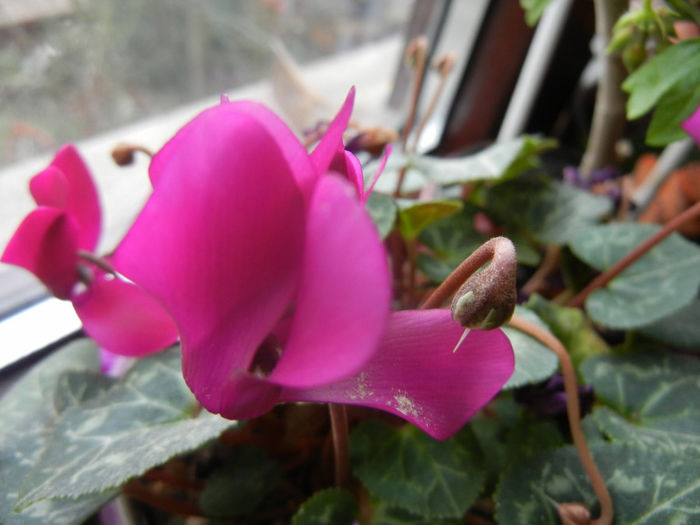 Cyclamen (2014, February 23) - Cyclamen