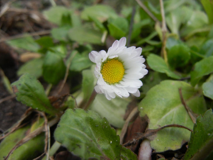 Bellis perennis (2014, March 07) - BELLIS Perennis