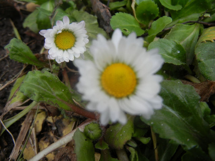 Bellis perennis (2014, March 07) - BELLIS Perennis