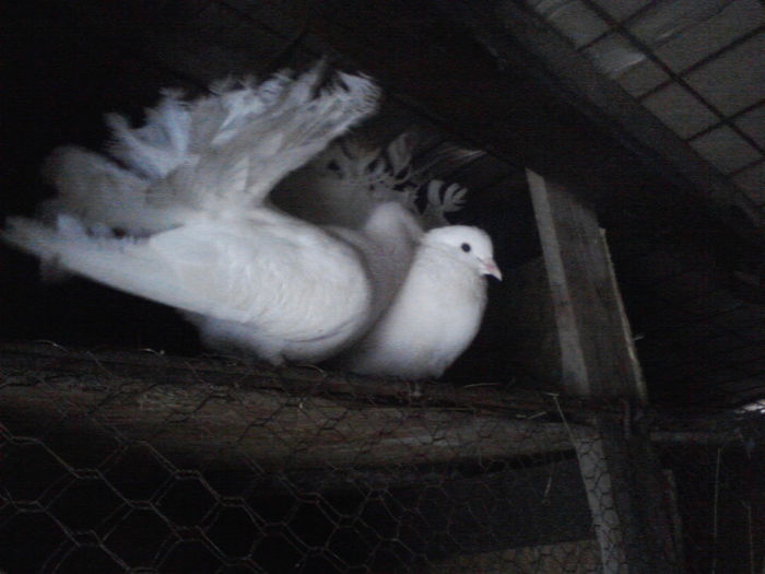 P05-03-14_09-04 - primii mei porumbei