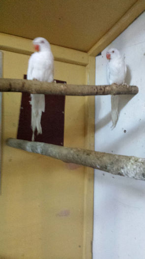 micul alexandru alb - papagalii mei