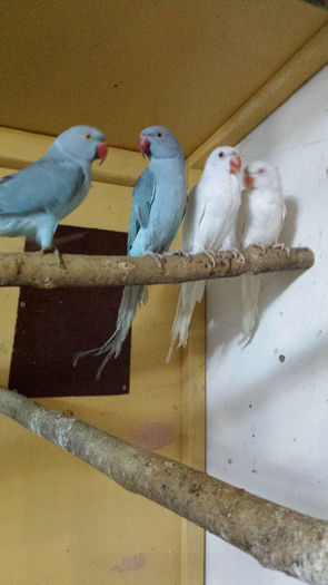 micul alexandru albastru si alb - papagalii mei