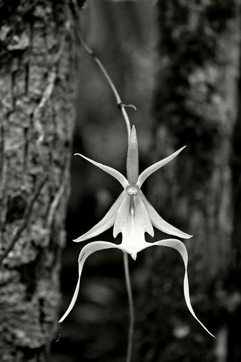 orhideea fantoma-floare; (Dendrophylax lindenii)forma americana
