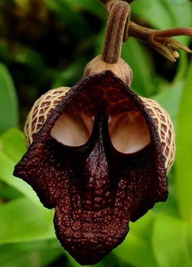 Floarea pelican; (aristolochia Salvador)orhideea,seamana cu o masca...
