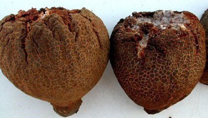 Hydnora-fruct - Plante carnivore