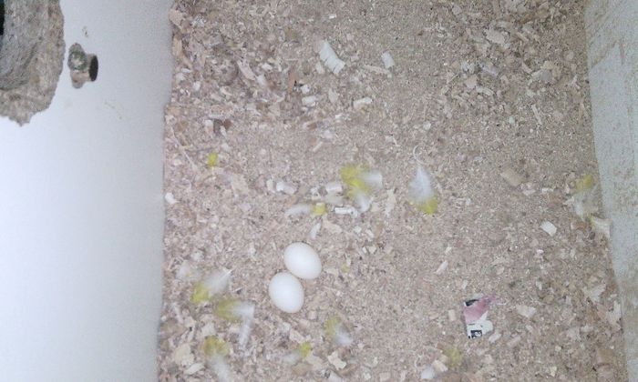 primele oua 2014 - PAPAGALI KAKARIKI