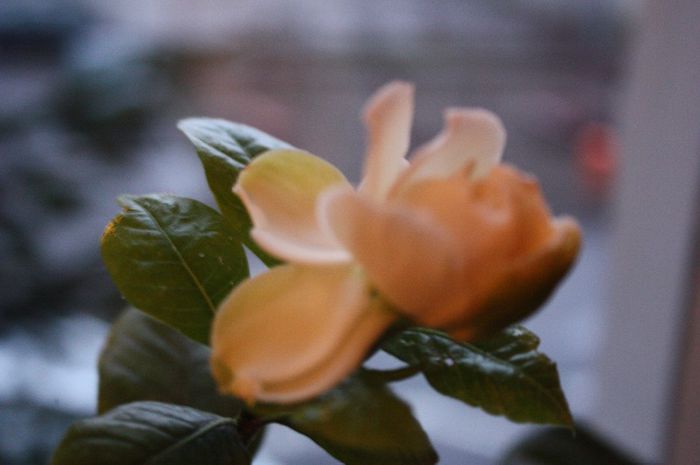 IMG_1229 - Martie 2014