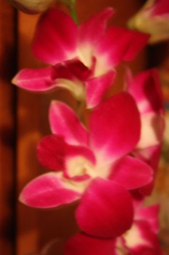 IMG_1233 - Martie 2014