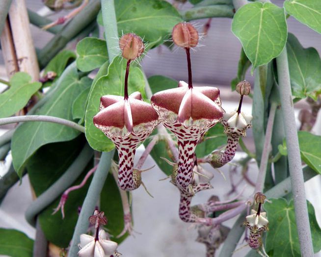 Floarea parasuta; (Ceropegia haygarthii)in sudul asiei si nordul africii
