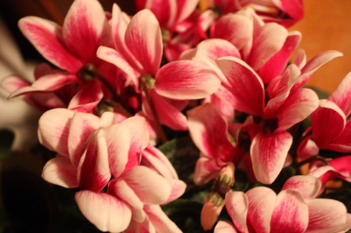 IMG_1232; de la iuby
