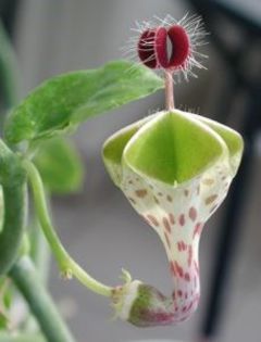 floarea parasuta; (Ceropegia haygarthii)

