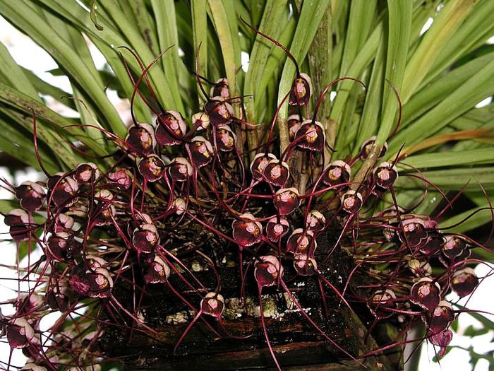 fata maimutei sau orhideea maimutei - plante-exotice_condiment-2