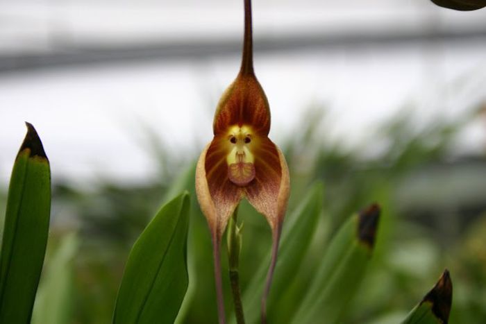 fata maimutei(Monkey Orchid) - plante-exotice_condiment-2