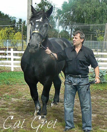 Percheron - super cai