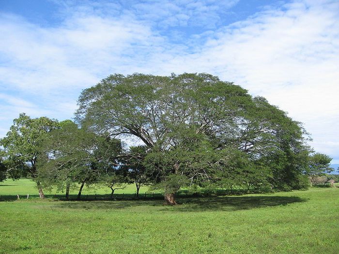 Guanacaste sau Caro Caro; (Enterolobium cyclocarpum)arborele national al Costa Rica
