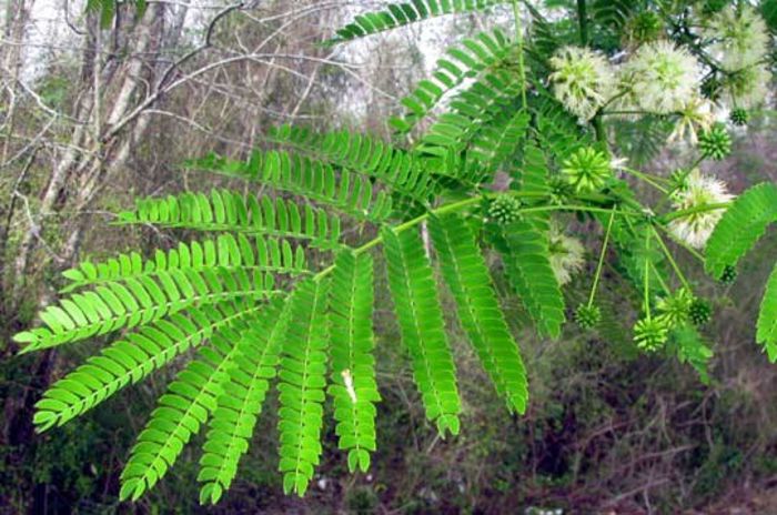 Guanacaste sau Urechea elefantului; (Enterolobium cyclocarpum)inflorescente
