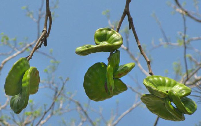 Guanacaste-fructe; (Enterolobium cyclocarpum)
