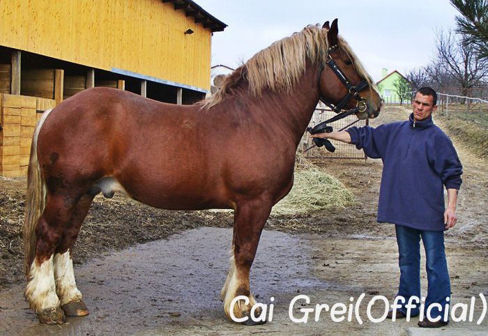 5123 - Zalalövő-8-Koppány