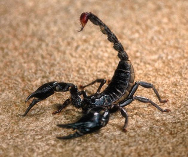 Pandinus imperator(Scorpion imperial); fam. Scorpionidae
