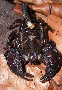 Pandinus imperator; fam. Scorpionidae
