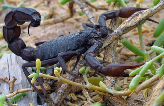 Androctonus crassicauda; Scorpionul arab cu coada groasa

