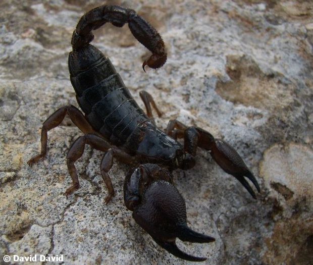Scorpio maurus fuscus; Scorpion negru de Israel
