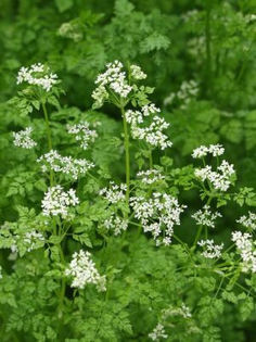 hasmatuchi- Anthriscus_cerefolium - De vanzare seminte -legume-mirodenii-flori-arbori
