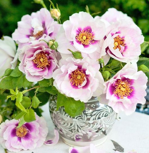 Rosa-Eyes-For-You2 - Trandafiri cu flori simple sau semiduble