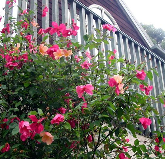 mutabilis-rose-house