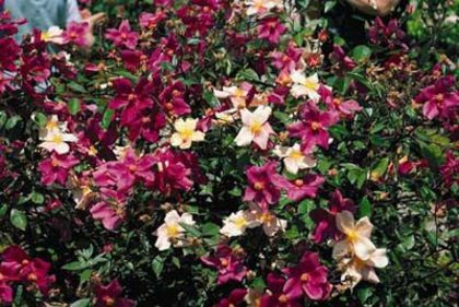 mutabilis - Trandafiri cu flori simple sau semiduble