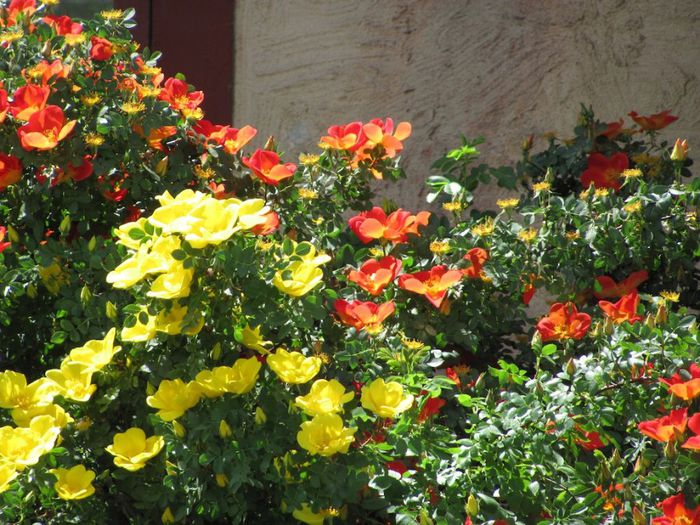 foetida bicolor1 - Trandafiri cu flori simple sau semiduble