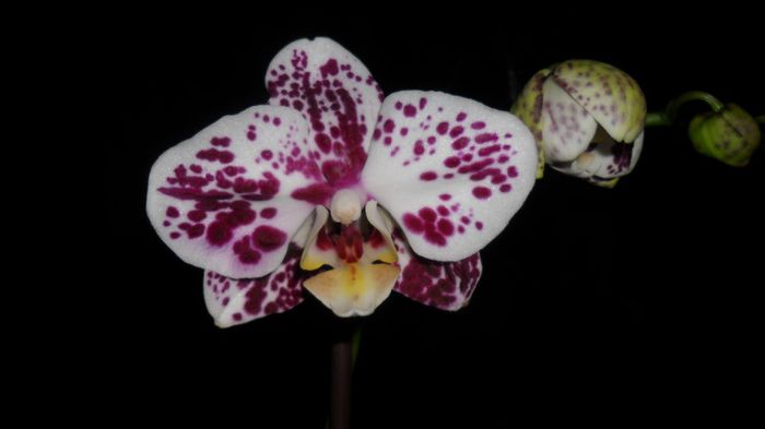 Alta orhiduta inflorita Martie 2014 001 - phalaenopsis