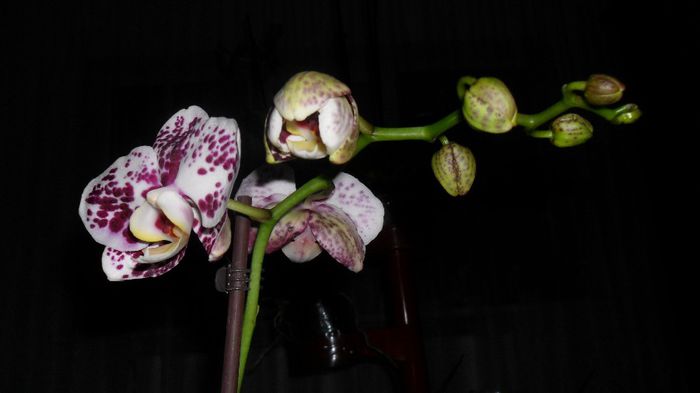 Alta orhiduta inflorita Martie 2014 002 - phalaenopsis