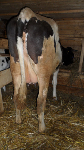 Junica Holstein la prima fatare
