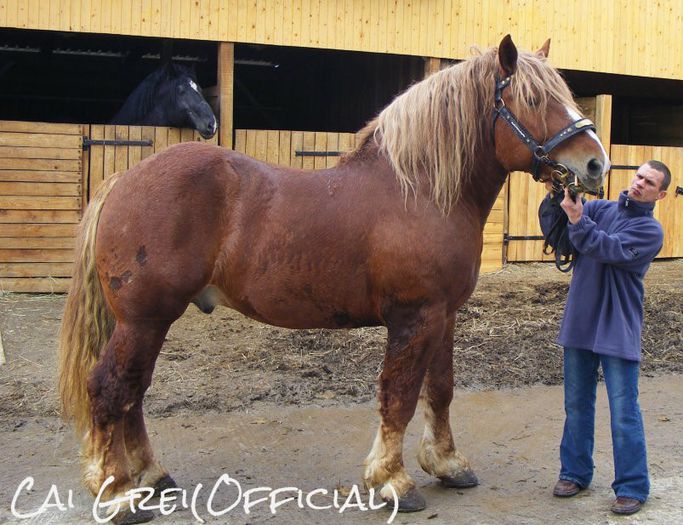 Kaposvár-216-Ukrajna